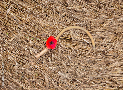 natural background tool sickle lies on the field with Golden ears of ripe bre...