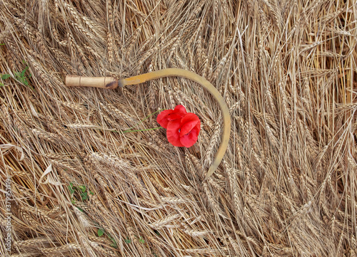 natural background tool sickle lies on the field with Golden ears of ripe bre...