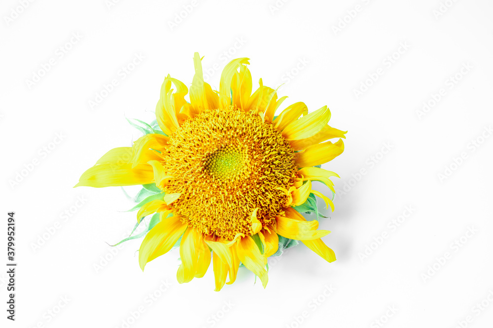 Naklejka premium sunflower isolated on white background. Real Yellow sunflower from nature. a tall North American plant of the daisy family, with very large golden-rayed flowers. Sunflowers are cultivated for their ed