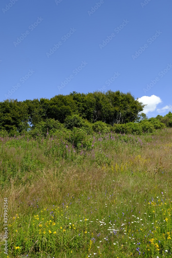 Obraz premium Landschaft am Himmeldunkberg im Bioshärenreservat Rhön zwischen Hessischer Rhön und Bayerischer Rhön, Deutschland