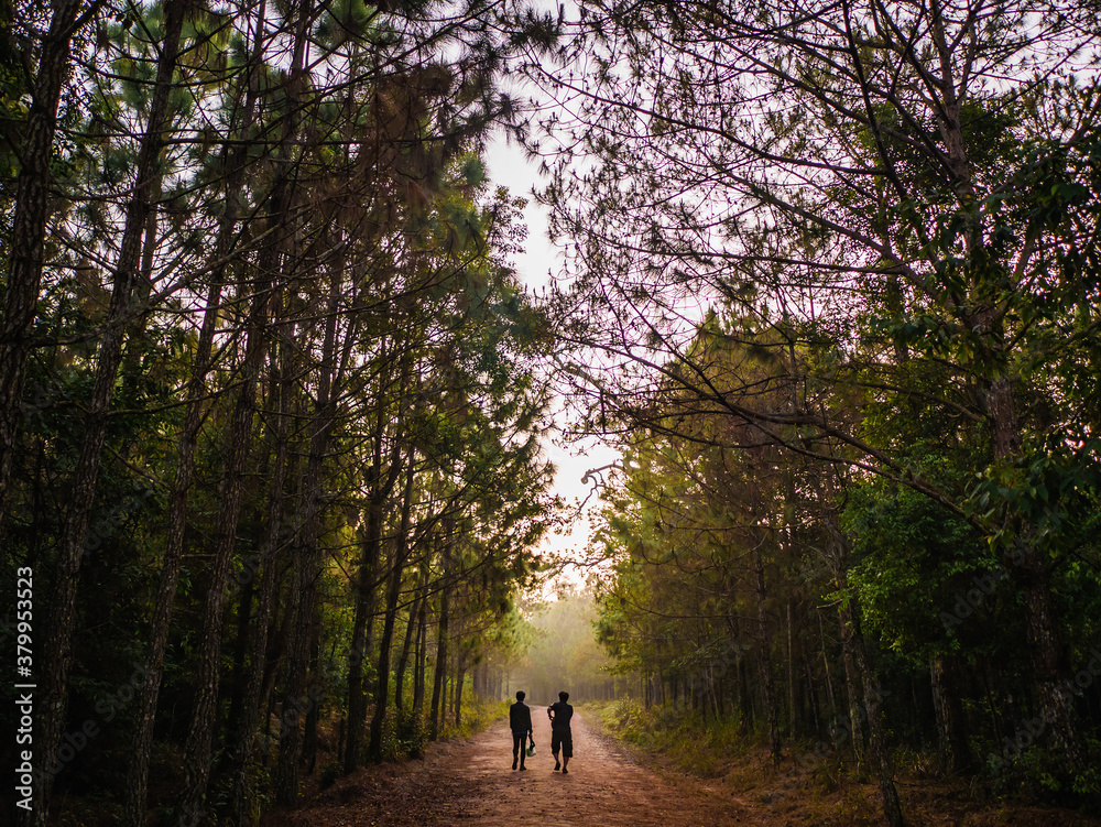 Nature trail in the morning on Phu Kradueng mountain national park in Loei City Thailand.Phu Kradueng mountain national park the famous Travel destination