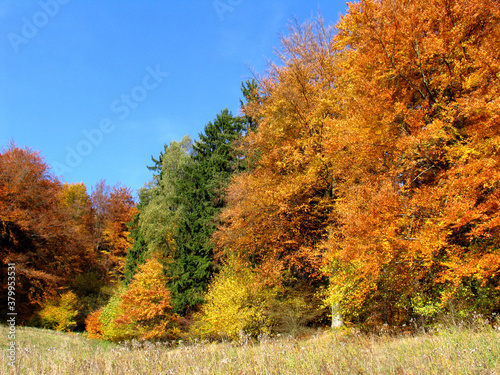 Der Herbst schenkt uns bunte Bl  tter in H  lle und F  lle. Th  ringen  Deutschland  Europa