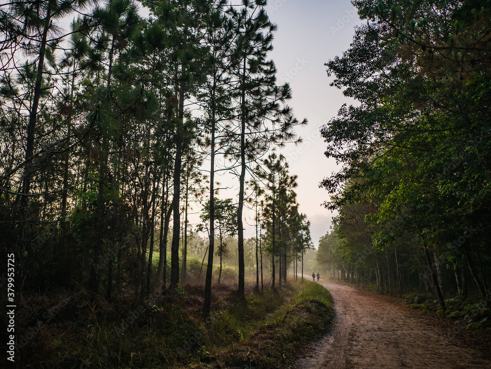 Fototapeta premium Nature trail in the morning on Phu Kradueng mountain national park in Loei City Thailand.Phu Kradueng mountain national park the famous Travel destination