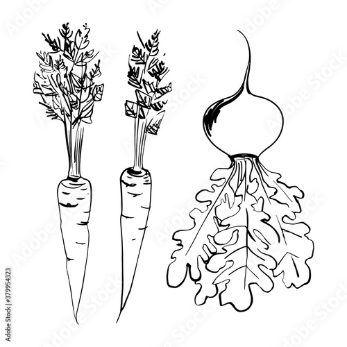 Sketch of food vegetables by line and watercolor. Carrots and turnips