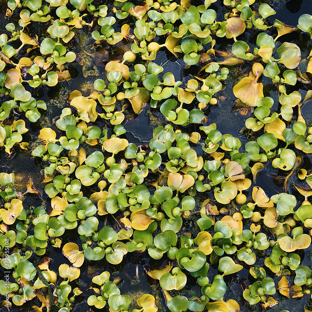 There are water plants with small green leaves in the pond. Natural background. There are water plants with small green leaves in the pond. Natural background.