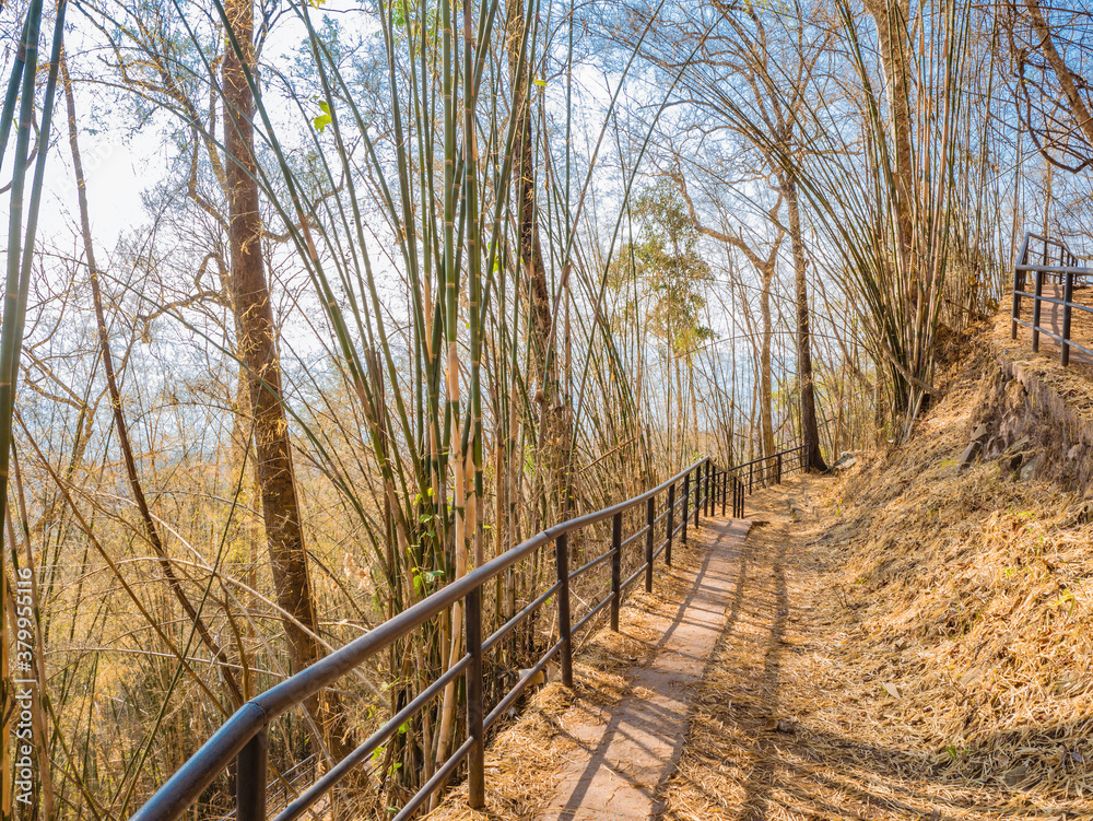 Fototapeta premium Nature trail on Phu Kradueng mountain national park in Loei City Thailand.Phu Kradueng mountain national park the famous Travel destination