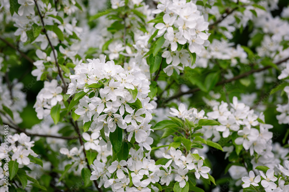 Beautiful apple tree flowering in city park