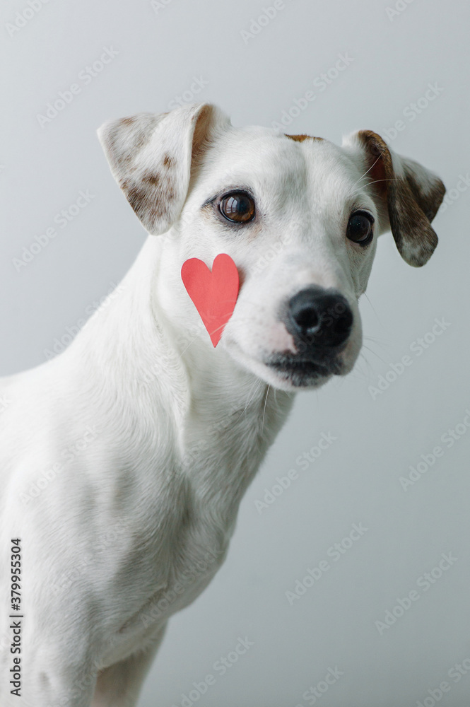 A dog with heart on cheek A dog with heart on cheek