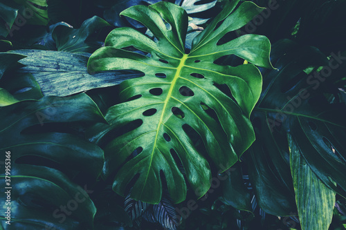 Fototapeta Naklejka Na Ścianę i Meble -  Monstera leaf tropical