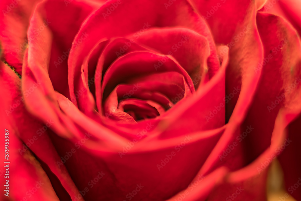beautiful rose macro close-up in natural light beautiful rose macro close-up in natural light