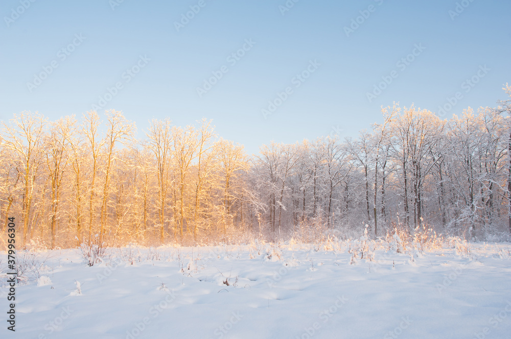 Winter landscape Winter landscape