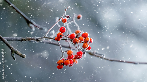 Winter view with red rowan berries during snowfall