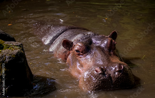 Hippo Soaking in the Water