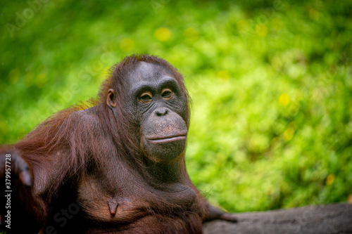 Fototapeta Naklejka Na Ścianę i Meble -  Portrait of an Orang Utan, a type of primate living in the forest in Borneo,Indonesia