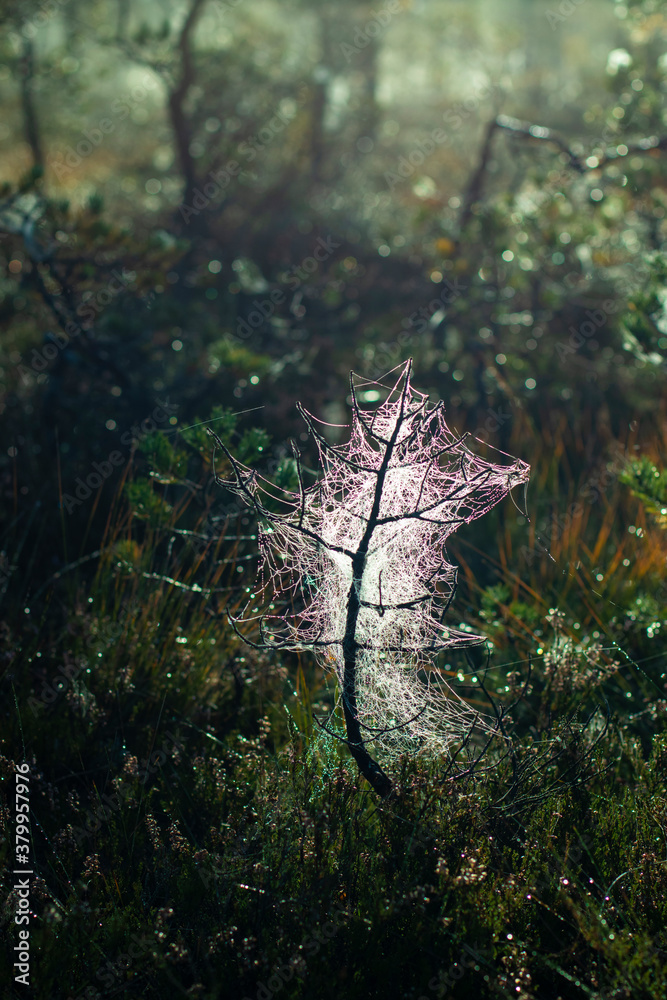 Fototapeta premium A small bare tree wrapped in a shiny spider web net 