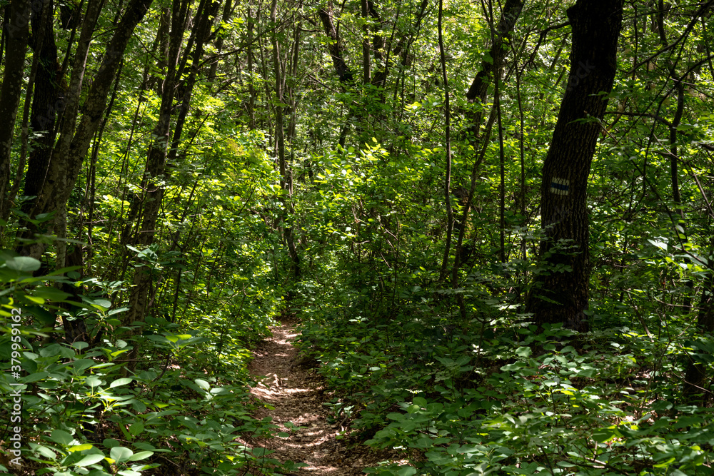 Tourist hiking path in oaktree forest in Bakony hegyseg, Hungary, Europe Tourist hiking path in oaktree forest in Bakony hegyseg, Hungary, Europe