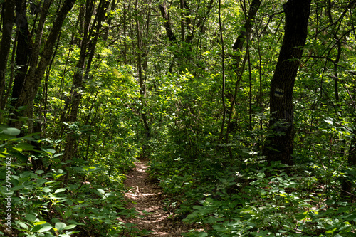 Tourist hiking path in oaktree forest in Bakony hegyseg, Hungary, Europe photo