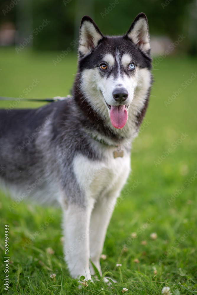 Portrait of a husky with multi-colored eyes in the park.