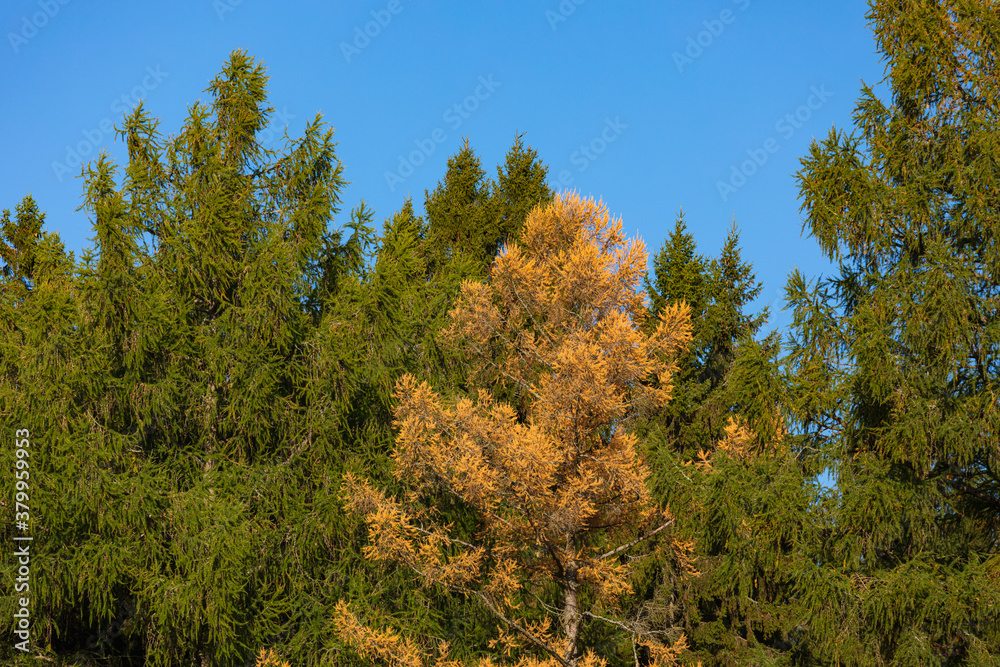 Larch trees in yellow autumn colors