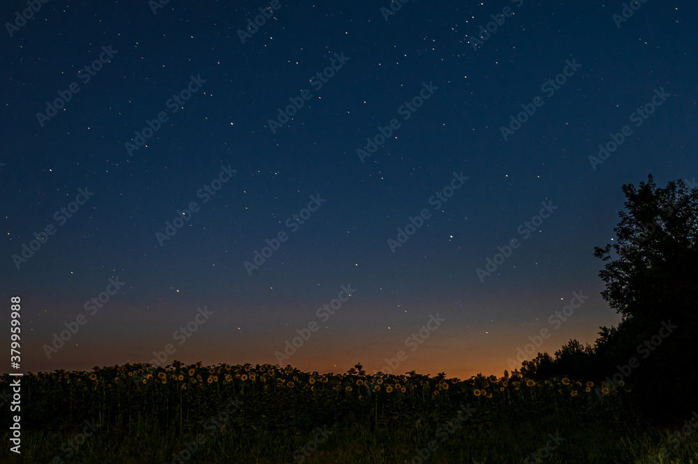 field with sunflowers and trees just after sunset under a starry sky field with sunflowers and trees just after sunset under a starry sky