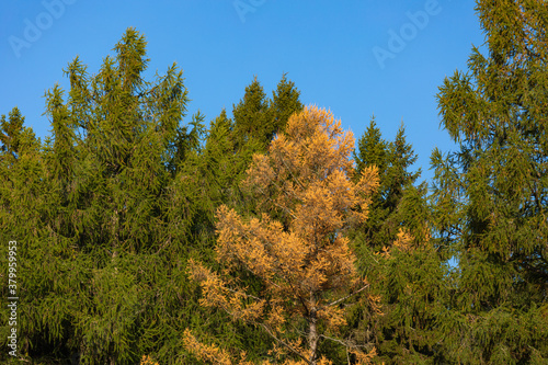 Larch trees in yellow autumn colors