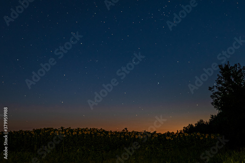 field with sunflowers and trees just after sunset under a starry sky