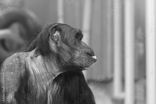 portrait of a chimpansee