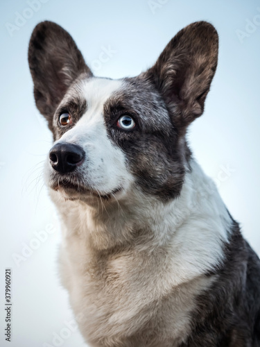 Handsome Gray Corgi Dog Shows Standard Stance And Portrait B Pet Training © 31etc