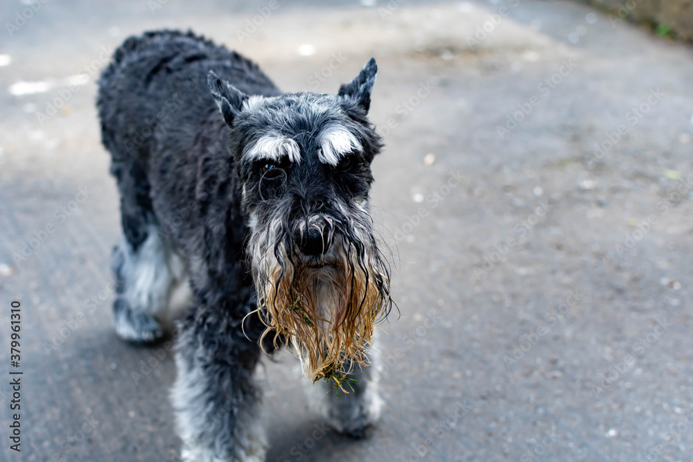 A cute Miniature Schnauzer with wet and dirty beard after playing in a pond with grass