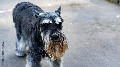 A cute Miniature Schnauzer with wet and dirty beard after playing in a pond with grass