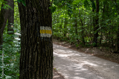 Tourist path sign in Bakony forest in Hungary, Central Europe
