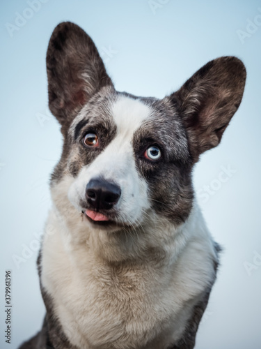 Handsome Gray Corgi Dog Shows Standard Stance And Portrait B Pet Training