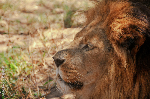 Fototapeta Naklejka Na Ścianę i Meble -  A lion lying an waiting patiently in the shade for a catch in the Kruger National Park