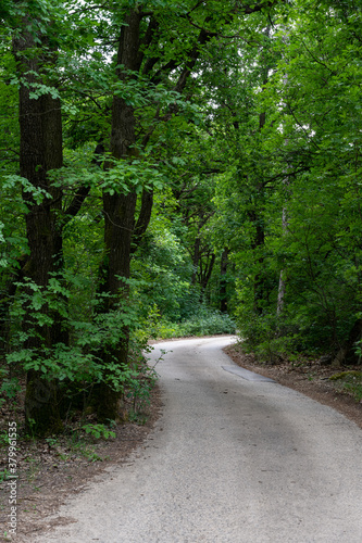 Tourist hiking path in oaktree forest in Bakony hegyseg, Hungary, Europe