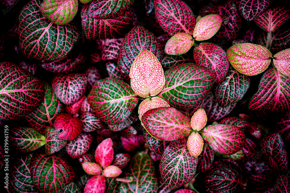 Obraz premium Bright coloured red and green leaves that appears to glow