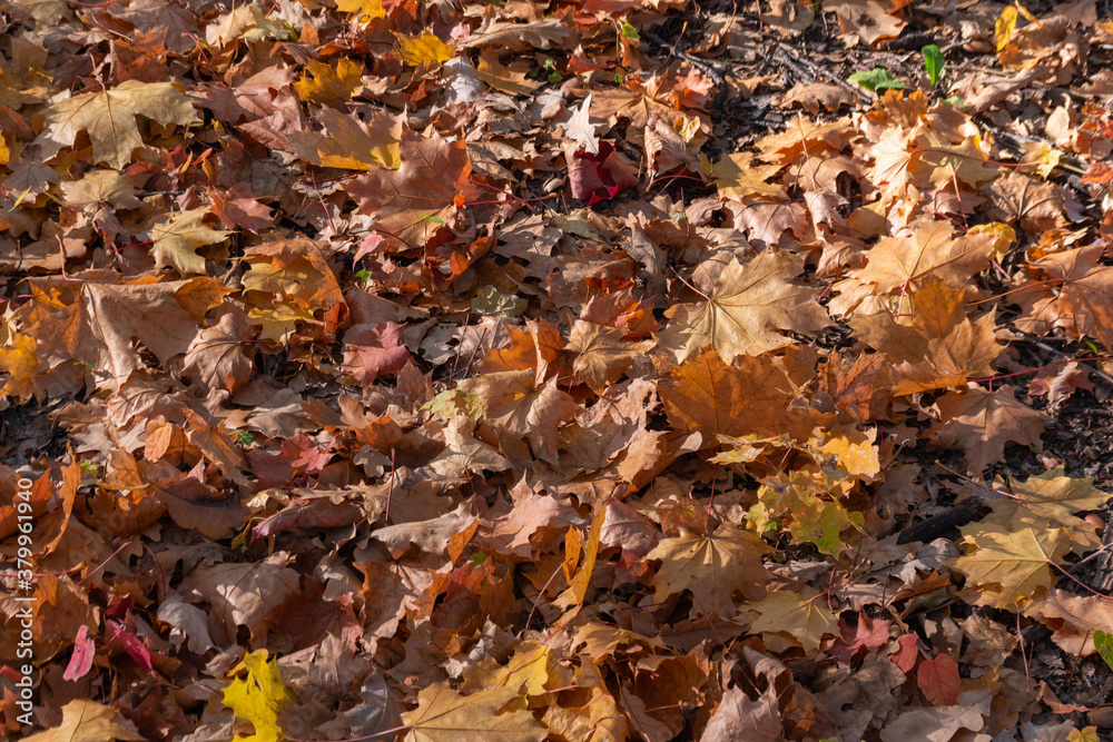 Fallen bright yellow maple leaves