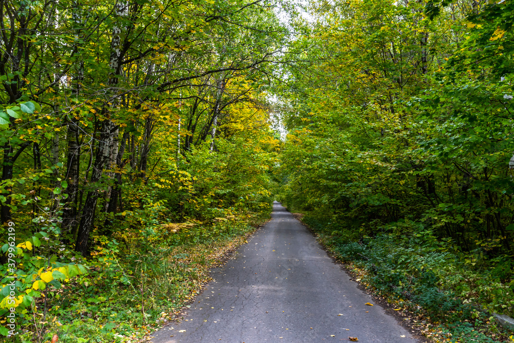 beautiful autumn forest in September, can be used for backgrounds, cards, wallpapers on PC and Smartphone beautiful autumn forest in September, can be used for backgrounds, cards, wallpapers on PC and Smartphone