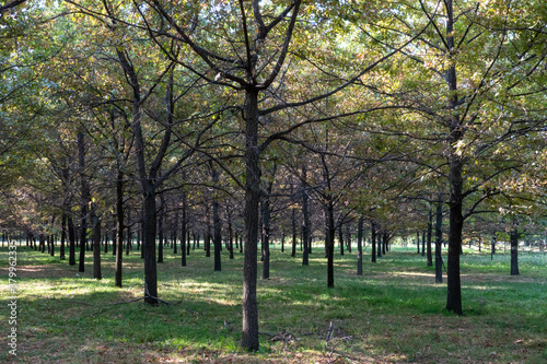 Trees in a park