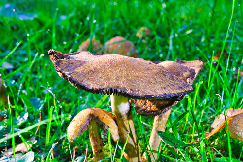 mushroom in the grass