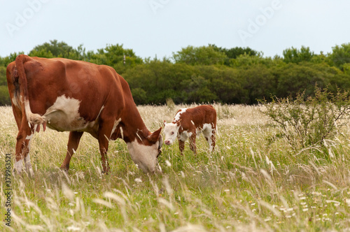 mother cow and her calf