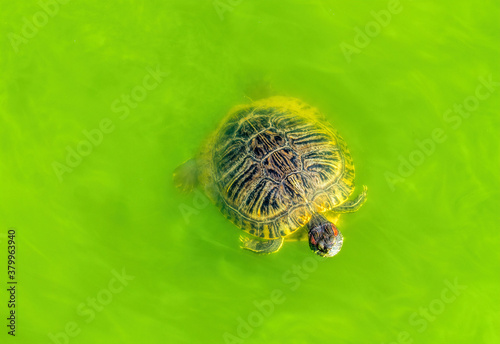 Wild turtle and polluted green water