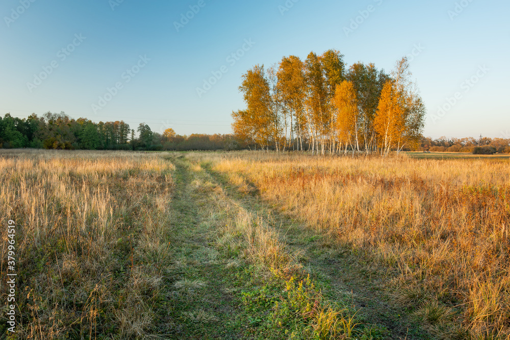 Rural road through pasture and group of autumn trees