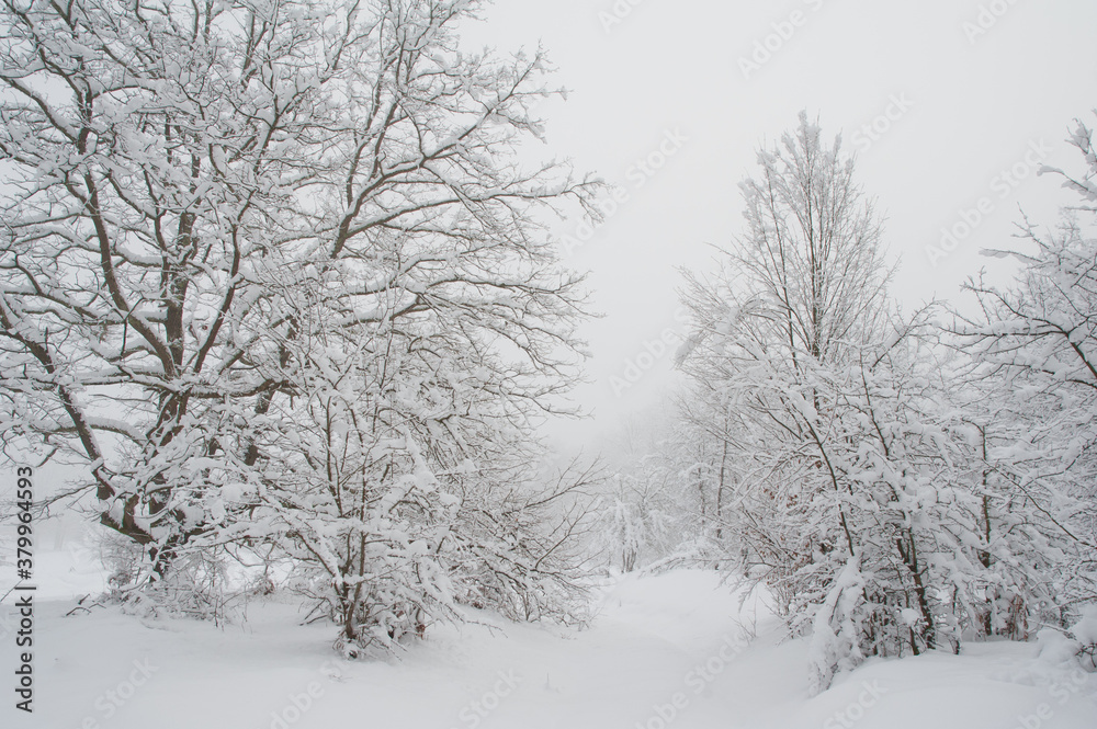 After a snowfall After a snowfall