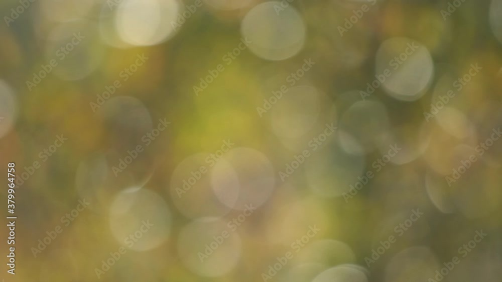 Abstract beautiful 4k blurry video background with round sunny bokeh of defocused autumn trees and green and yellow foliage.