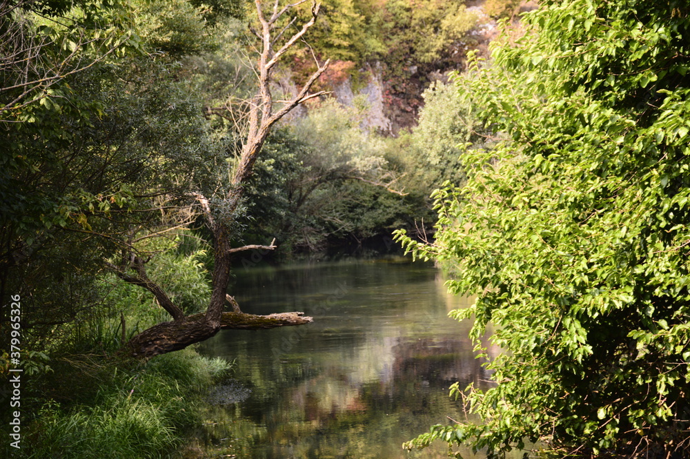 Fototapeta premium the river in the forest