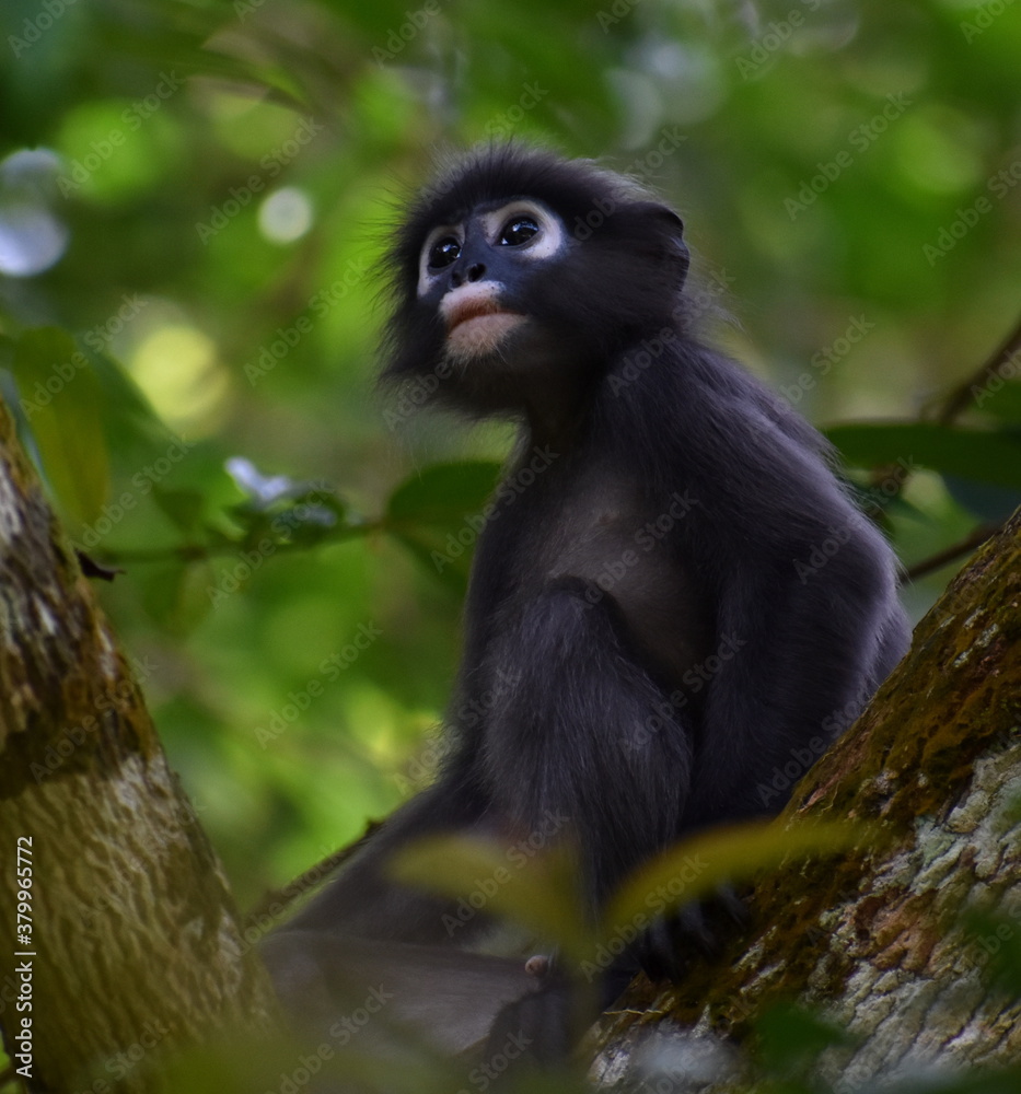 Beautiful young langur monkey sitting in a tree in the jungle Beautiful young langur monkey sitting in a tree in the jungle