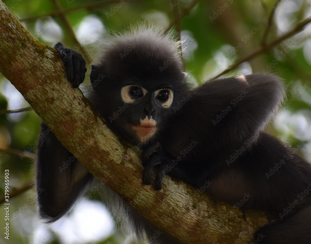 Naklejka premium Langur monkey resting in a tree in the jungle