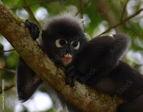 Langur monkey resting in a tree in the jungle