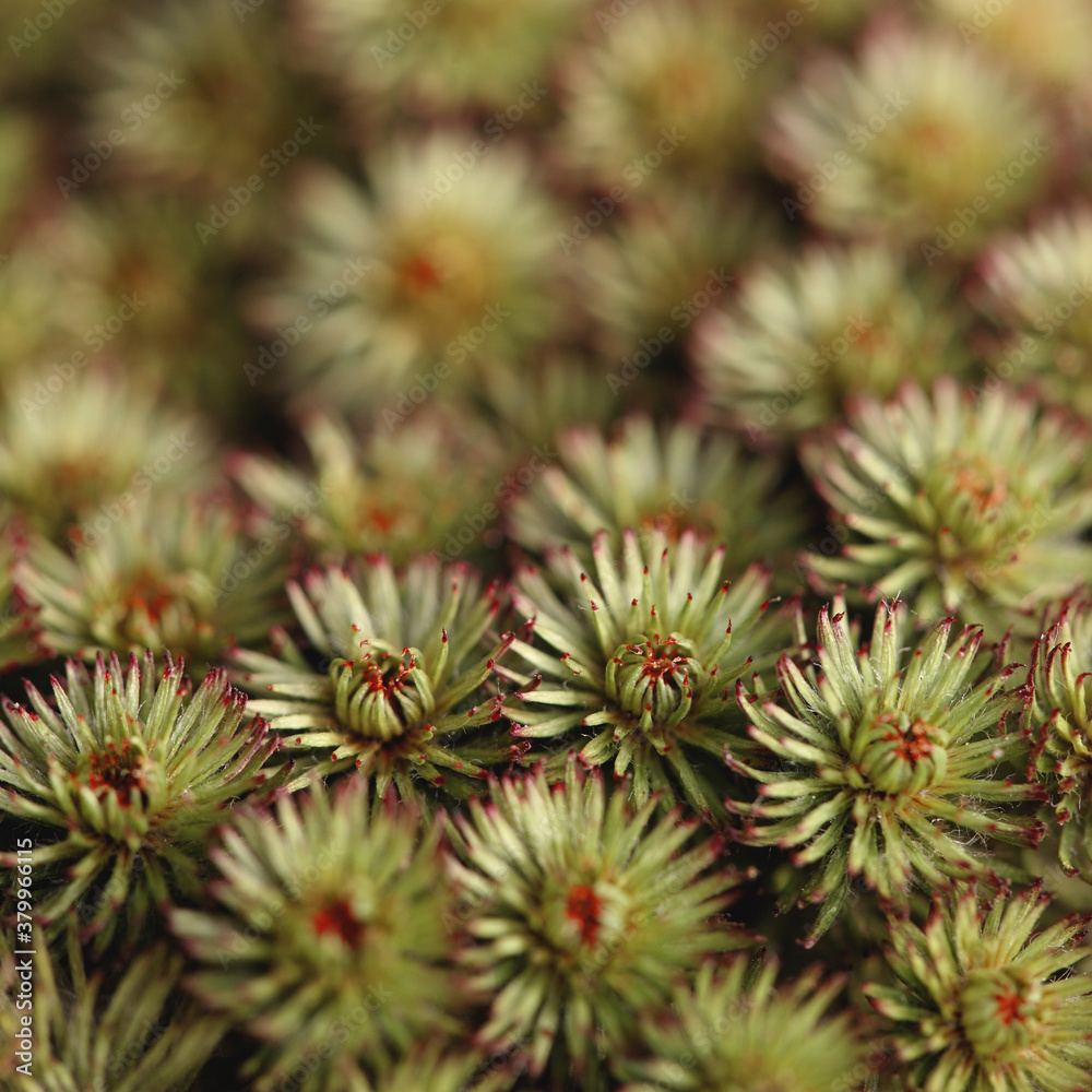 Exotic dried flower Exotic dried flower