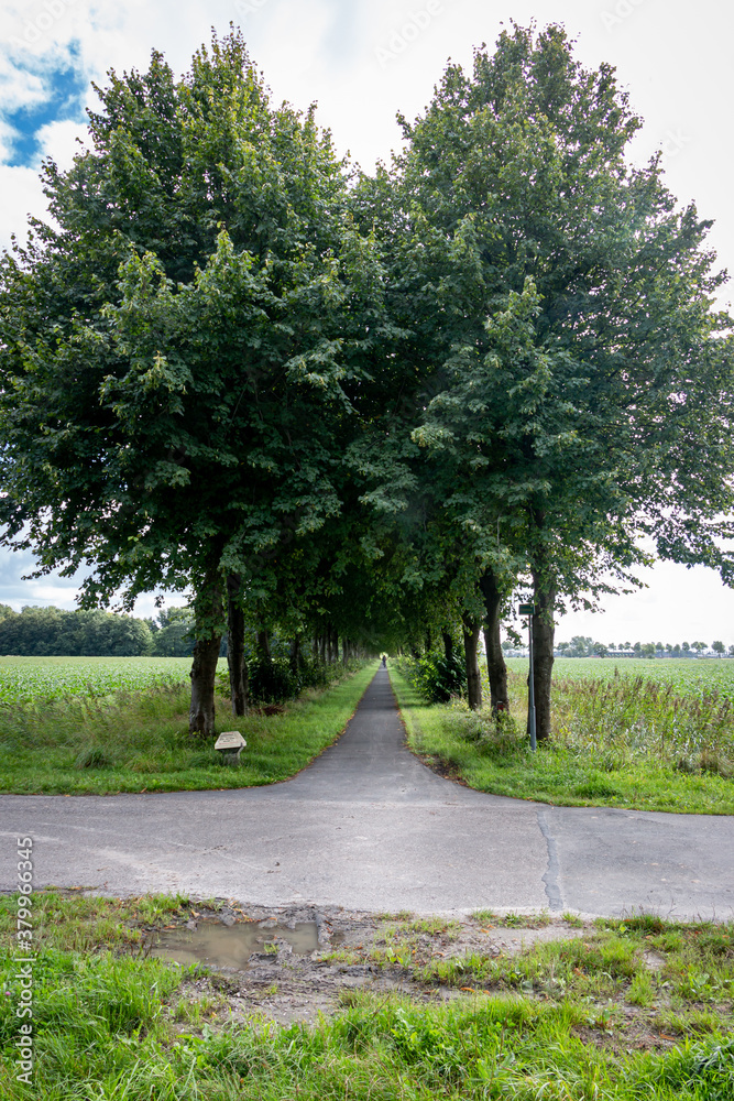 Fototapeta premium Cycle path through the trees on the flat land in the province of Groningen, the Netherlands